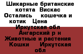 Шикарные британские котята (Вискас). Остались: 1 кошечка и 1 котик › Цена ­ 10 000 - Иркутская обл., Ангарский р-н Животные и растения » Кошки   . Иркутская обл.